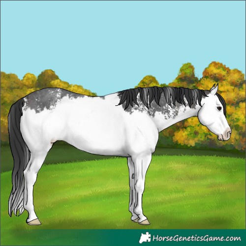Horse Color:Brown Sabino Splash