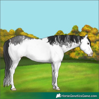 Horse Color:Brown Sabino Splash 