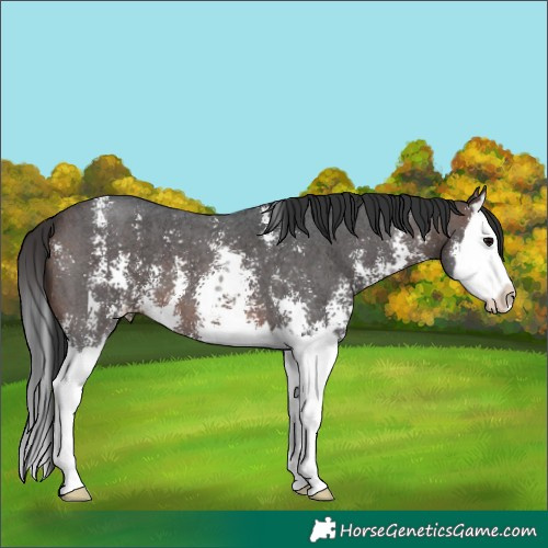 Horse Color:Brown Sabino Splash 