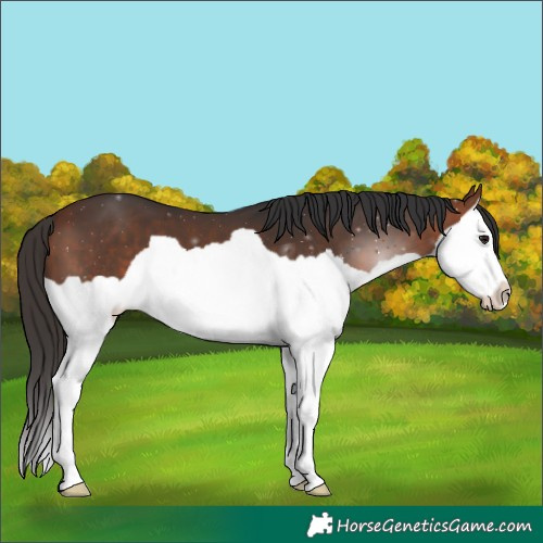 Horse Color:Bay Splash 