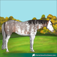 Horse Color:Bay Sabino Splash 
