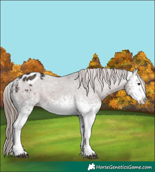 Horse Color:White Spotted Liver Chestnut Tobiano Appaloosa