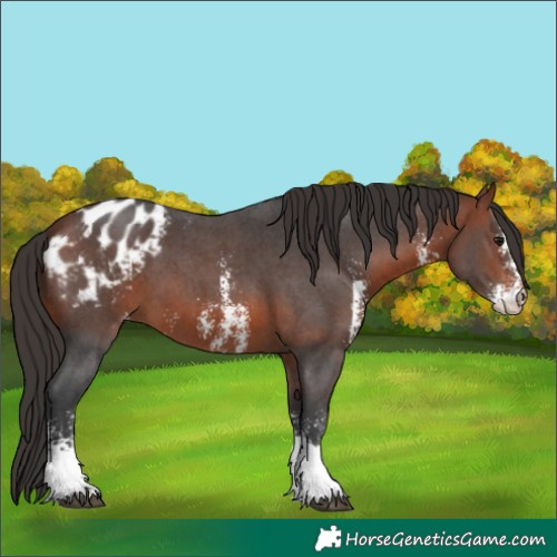 Horse Color:Bay Sabino Appaloosa 