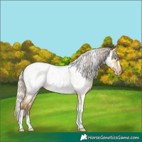 Horse Color:Gray Silver Amber Cream Champagne Roan Dun Splash Tobiano Frame Appaloosa Rabicano 