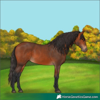 Horse Color:Bay Rabicano