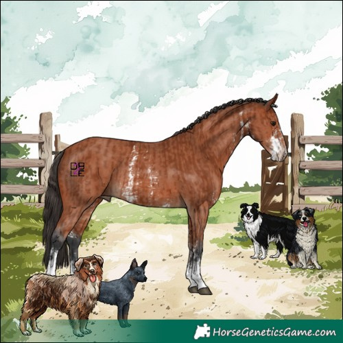 Horse Color:Bay Sabino Rabicano and Bay Sabino Rabicano