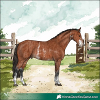 Horse Color:Bay Sabino Rabicano  and Bay Sabino Rabicano 