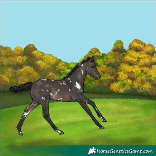 Horse Color:White Spotted Brown Dun 