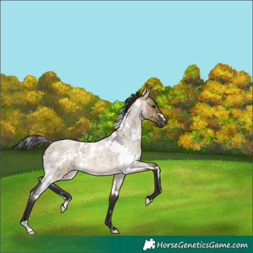 Horse Color:White Spotted Buckskin Roan Dun 