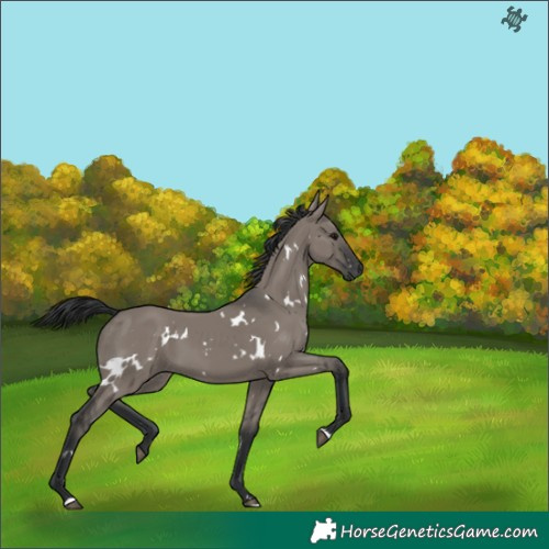 Horse Color:White Spotted Grullo 
