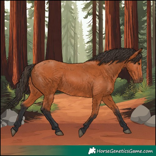 Horse Color:Bay 