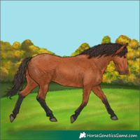 Horse Color:Bay 