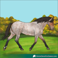Horse Color:Bay Roan 