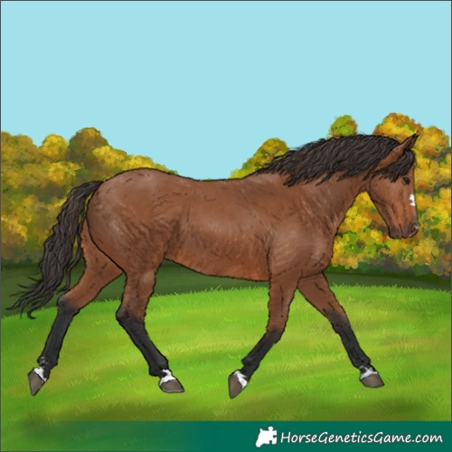 Horse Color:Bay 
