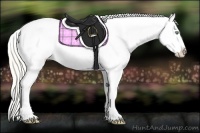 Horse Color:Gold Cream Champagne Dun Appaloosa 