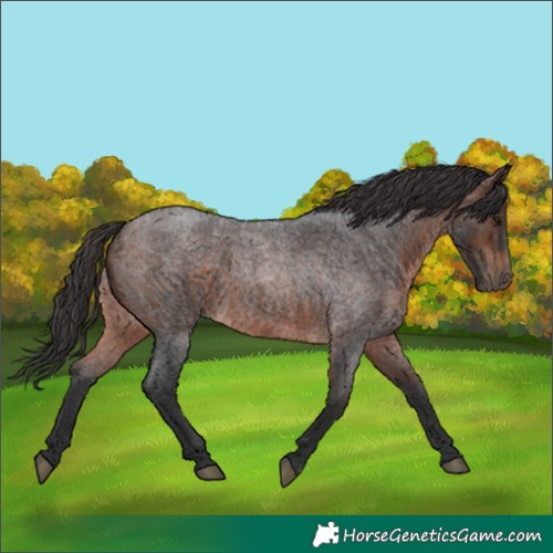 Horse Color:Brown Roan 