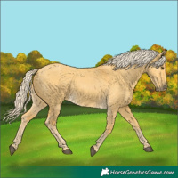 Horse Color:Palomino Dun 
