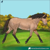 Horse Color:Bay Dun 