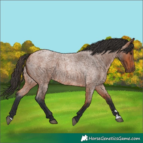 Horse Color:Bay Roan 