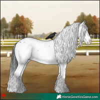 Horse Color:Liver Chestnut Frame Appaloosa 