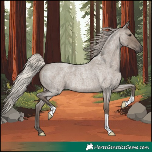 Horse Color:Silver Grullo Roan 