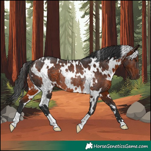 Horse Color:White Spotted Brown Rabicano 