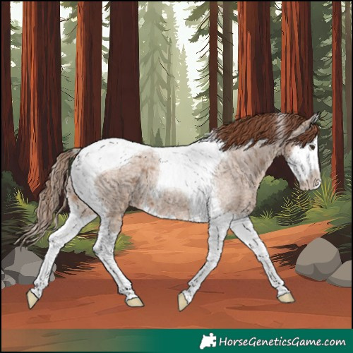 Horse Color:Red Dun Roan Splash Tobiano Appaloosa 