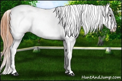 Horse Color:White Spotted Buckskin Dun Near Leopard 