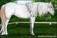 Horse Color:White Spotted Buckskin Dun Near Leopard 