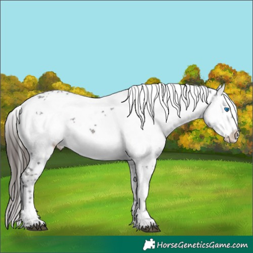 Horse Color:Liver Chestnut Frame 