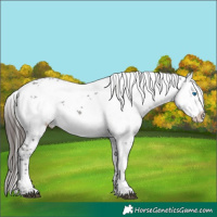Horse Color:Liver Chestnut Frame