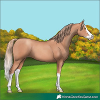 Horse Color:Gold Champagne Splash 