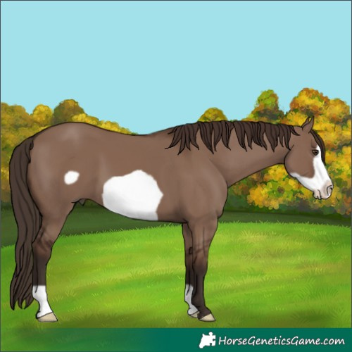 Horse Color:Liver Red Dun Frame 