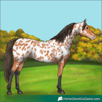 Horse Color:Bay Appaloosa 
