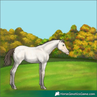 Horse Color:Amber Cream Champagne Roan 