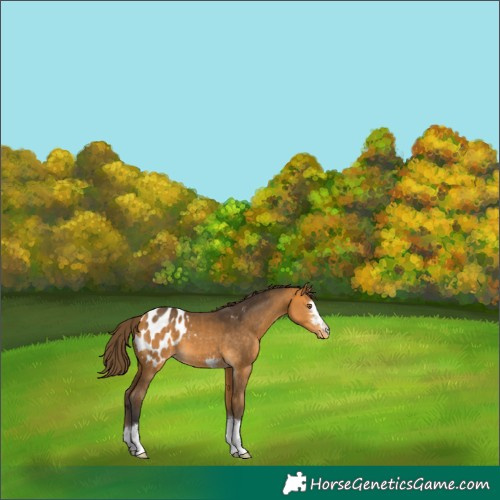 Horse Color:Buckskin Blanket 