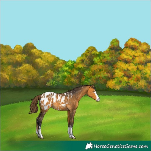 Horse Color:Buckskin Blanket 
