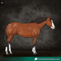 Horse Color:Bay Splash