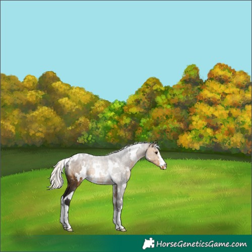 Horse Color:White Spotted Silver Buckskin Varnish 