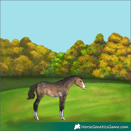 Horse Color:Buckskin 
