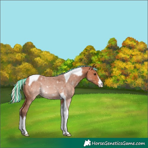 Horse Color:Painted Silver Bay Sabino Tobiano 