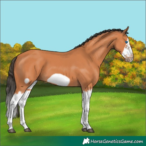 Horse Color:Bay Splash Frame