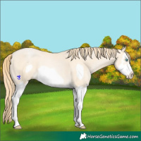 Horse Color:Buckskin Pearl Splash Frame 