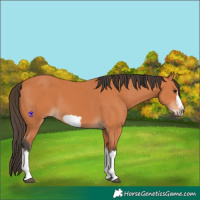 Horse Color:Bay Splash Frame 