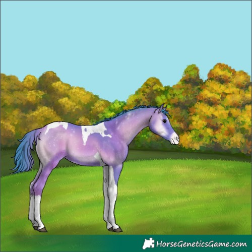 Horse Color:Watercolor Bay Onyx Tobiano Appaloosa 