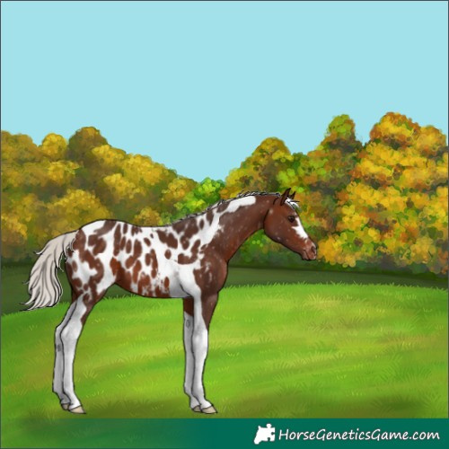Horse Color:Silver Brown Tobiano Blanket 