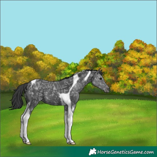 Horse Color:Black Ice Tobiano 