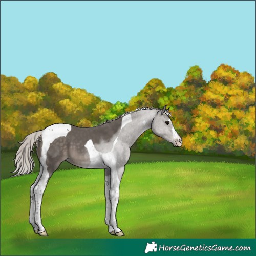 Horse Color:Silver Black Tobiano 