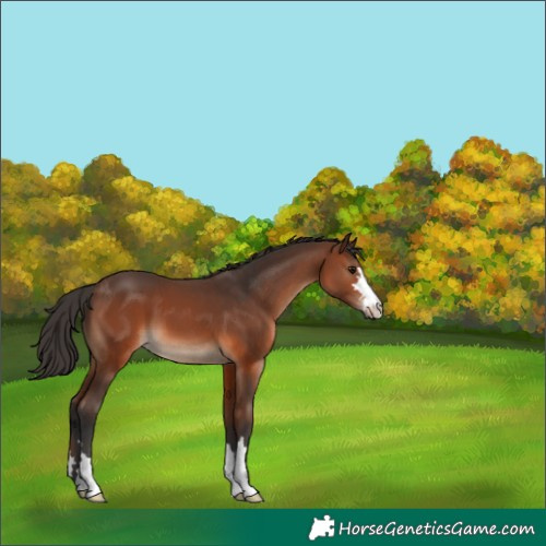 Horse Color:Brown 
