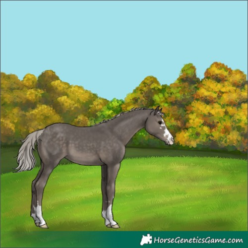 Horse Color:Silver Black 